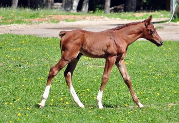 Small arabian colt walks on the grass