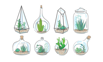 Cactus and succulent plants in glass aquariums and vases isolated on white. Vector floral illustraion. 