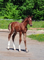 Obraz premium Na drodze stoi arabski źrebak