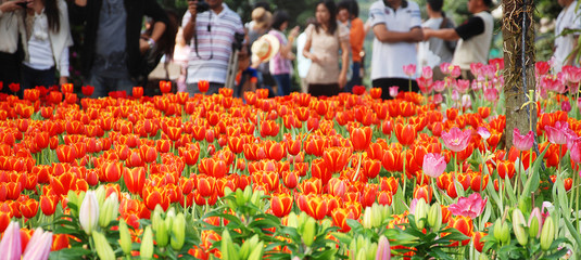 Tulip blossom in the garden, outdoor landscape decoration with colorful flower with blurred asian tourists in background.
