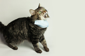 Medical mask for cat virus protected cat at home