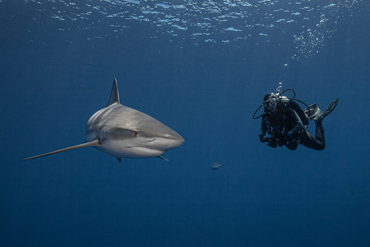 A diver and a grey reef shark in blue water