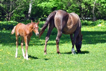 Arab mare with foal in spring