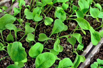 Arugula seedlings close up growing on the windowsill