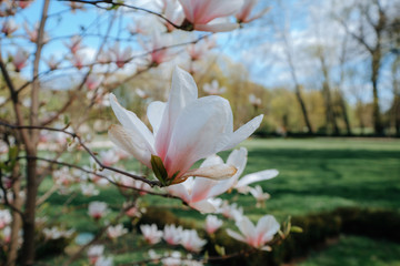 Obraz premium Large pink flowers and buds magnolia in the spring park