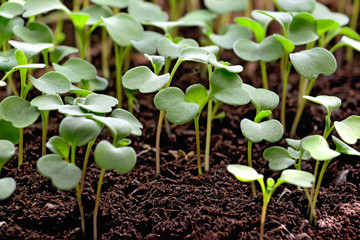 Arugula seedlings close up growing on the windowsill