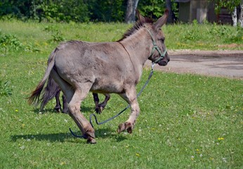 Donkey halopyrum on the grass