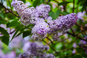 Obraz premium Bright blooming lilacs against the background of green leaves and twigs.