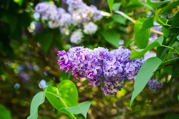 Bright blooming lilacs against the background of green leaves and twigs.
