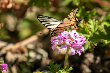 Scarce Swallowtail butterfly on pink flower
