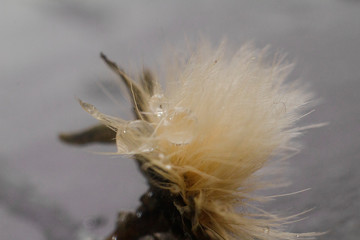 The dried-up flower on the silvery surface casts a shadow. water drops .