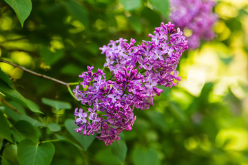 Bright blooming lilacs against the background of green leaves and twigs.