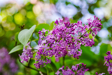 Bright blooming lilacs against the background of green leaves and twigs.