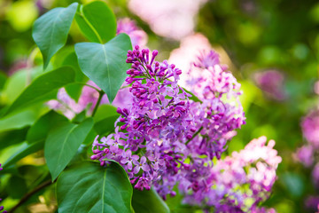 Bright blooming lilacs against the background of green leaves and twigs.