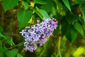 Bright blooming lilacs against the background of green leaves and twigs.