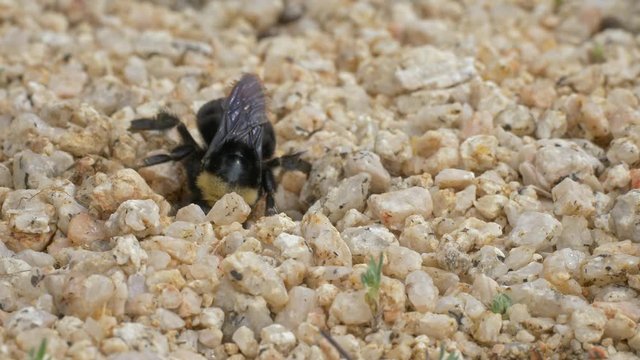 Crotch's bumble bee digging nest close up.