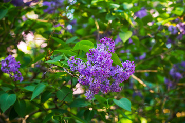 Bright blooming lilacs against the background of green leaves and twigs.