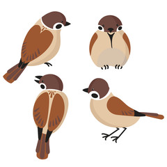 set of sparrows sitting in different positions. Vector image in a flat style on a white background.