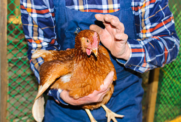 A male farmer holds a red hen in his hands.