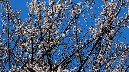 
Branch of flowering plum
Floral background for web design.