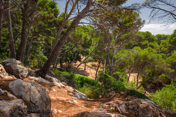 Fototapeta na wymiar Panoramic view of a pine forest on the island of Menorca in Spain.