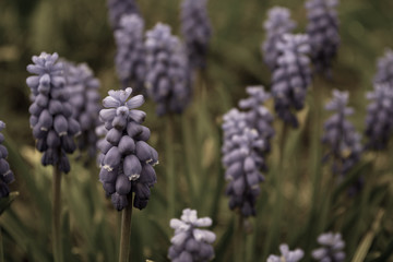 Beautiful spring flowers in the garden. Blossoms on a tree.