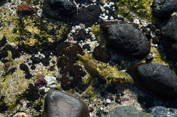 sea sneal canarian islands