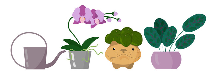 A set of room flowers in various pots and a watering can for watering. Home gardening. Vector image on a white background.