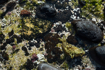 sea sneal canarian islands