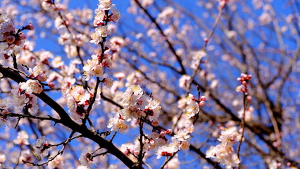 
Branch of flowering plum
Floral background for web design.