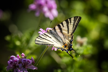 Scarce Swallowtail butterfly on pink flower