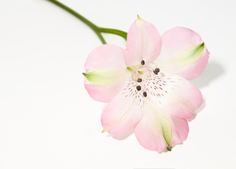 One single light pink Alstroemeria flower lying on a white surface.