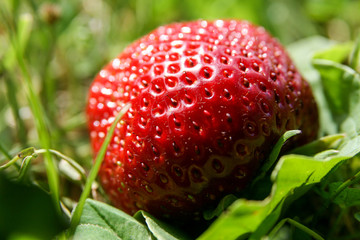 Big strawberry in a garden