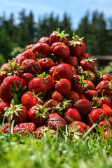 big pile of red juicy strawberries