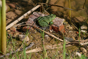 Green frog sitting on a brick next to water
