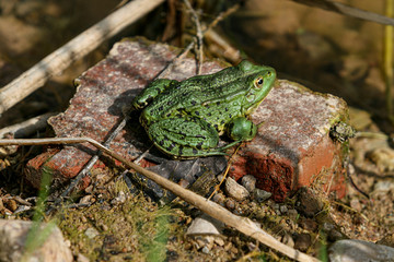 Green frog sitting on a brick next to water