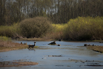 sarna w rzece  © Sieku Photo