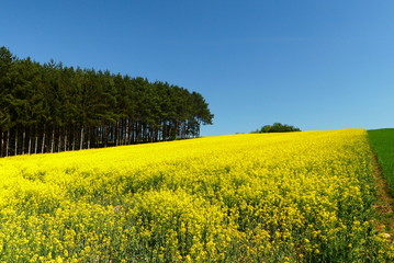 Rapsanbau in Burgenland