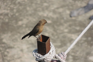 Cowbird with blur background