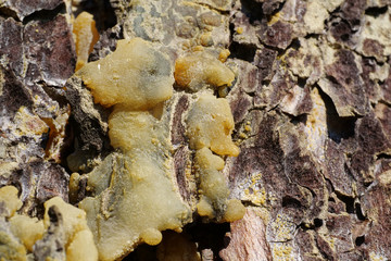 Natural hard yellow resin of pine tree, gallipot - solidified pine resin