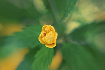 Close-up Of Yellow Rose