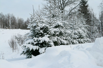 Fir trees covered in snow