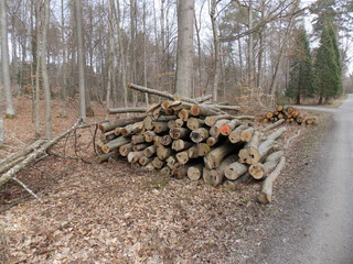 Holzpolter, gesägtes Buchenholz