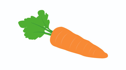 Vetcor Isolated illustration of a Carrot