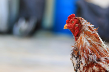 A close-up of a rooster's head and neck