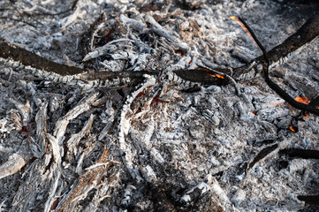 Smoldering ashes of a bonfire