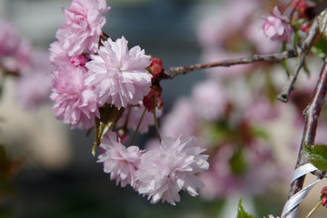 Obraz premium Blühende Zierkirschen