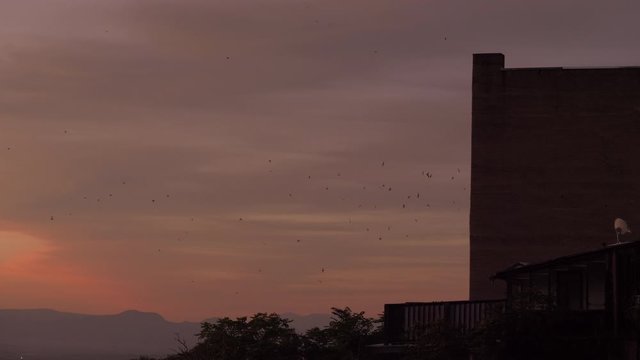 Thousands of Bats Flying Out of Window Before Dawn