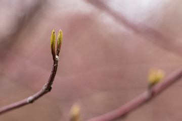 Close-up of a spring fresh young leaf on a tree branch. The concept of the awakening of nature, the...