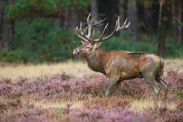 Red deer stag in the rutting season on the heath in the forest of National Park Hoge Veluwe in the Netherlands